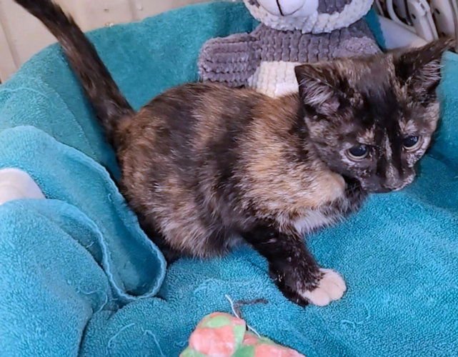 JEANIE - Calico available for adoption