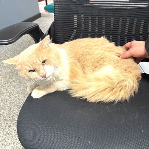 LIAM - Domestic Medium Hair available for adoption