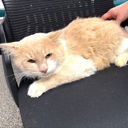 LIAM - Domestic Medium Hair available for adoption