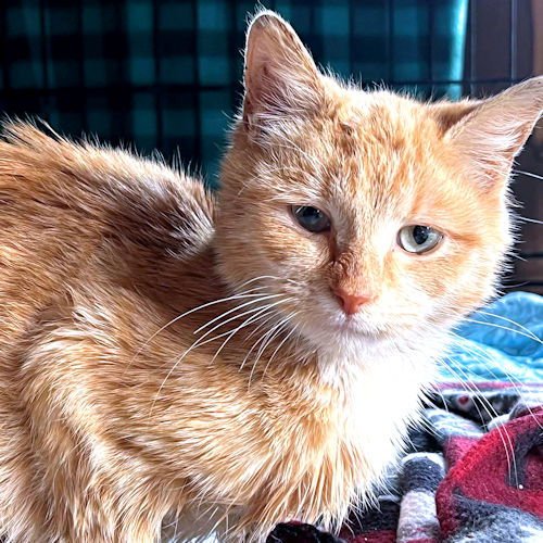 ORION - Tabby available for adoption