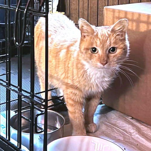 ORION - Tabby available for adoption