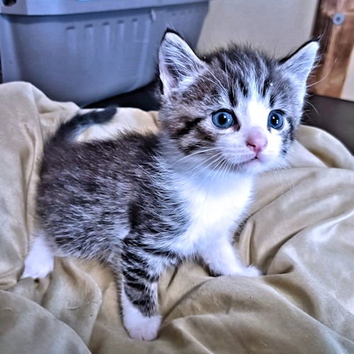 MERLE - Tabby available for adoption