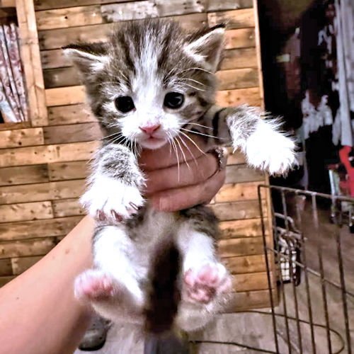 MERLE - Tabby available for adoption