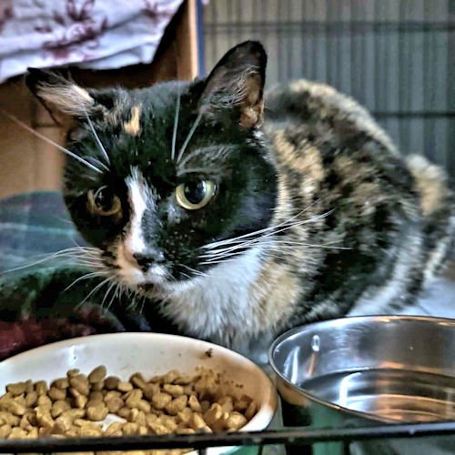 KELSEY - Calico available for adoption