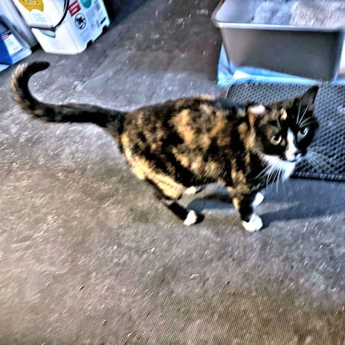 KELSEY - Calico available for adoption