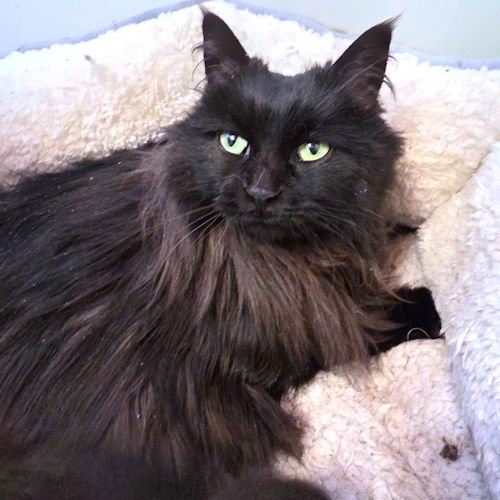 MISS LUCKY - Domestic Long Hair available for adoption