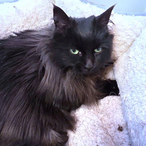 MISS LUCKY - Domestic Long Hair available for adoption