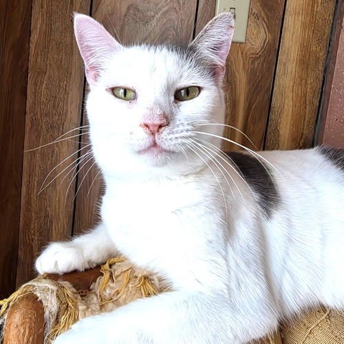 SNOW - Domestic Short Hair available for adoption