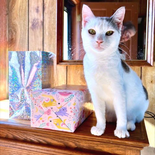 SNOW - Domestic Short Hair available for adoption