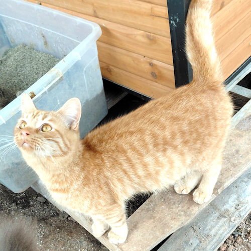 APOLLO - Tabby available for adoption