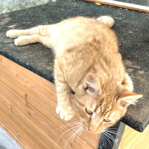 APOLLO - Tabby available for adoption