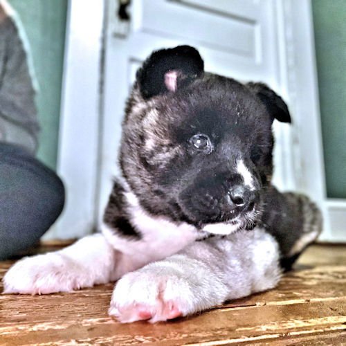BRUNO - Akita available for adoption