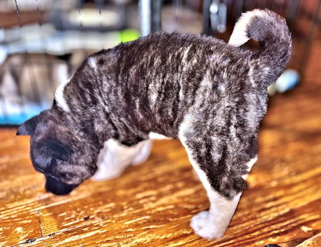 BRUNO - Akita available for adoption