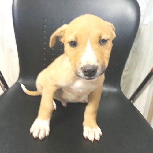 MATTHEW - Labrador Retriever / Feist available for adoption