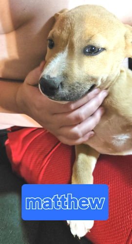 MATTHEW - Labrador Retriever / Feist available for adoption