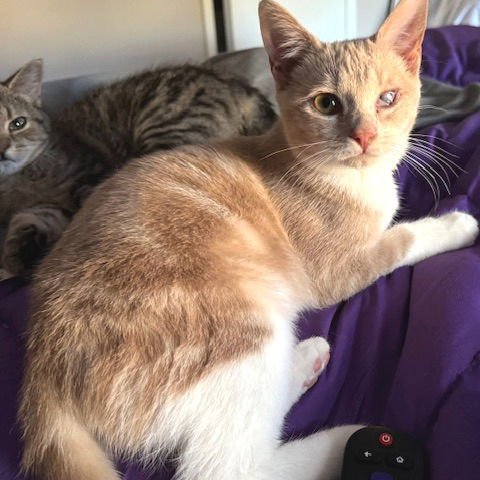 SUNSHINE - Domestic Short Hair available for adoption