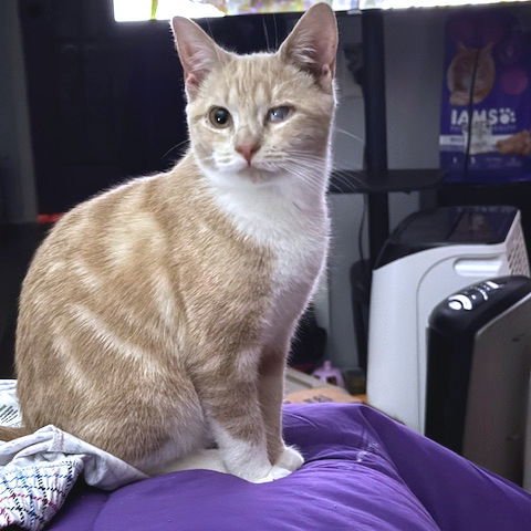 SUNSHINE - Domestic Short Hair available for adoption