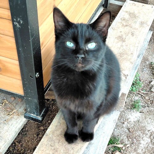 JET - Domestic Short Hair available for adoption