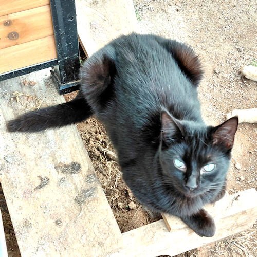 JET - Domestic Short Hair available for adoption