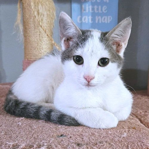 ISA - Tabby available for adoption