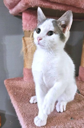 ISA - Tabby available for adoption