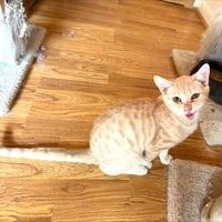 Curly - Photo 2