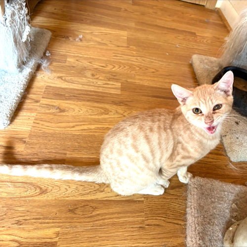 CURLY - Tabby available for adoption