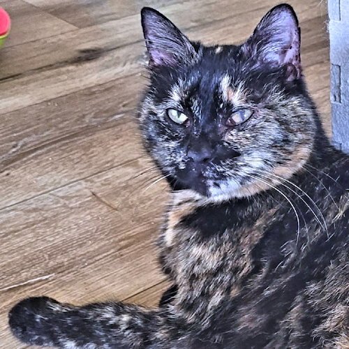 HEMLOCK - Tortoiseshell available for adoption