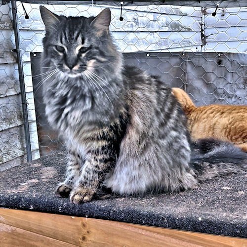 PEPPER - Tabby available for adoption