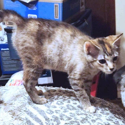 LILY - Torbie available for adoption