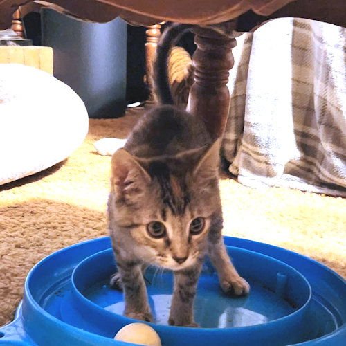 LILY - Torbie available for adoption