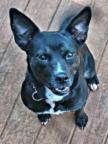 DUMPLIN - Terrier / Feist available for adoption