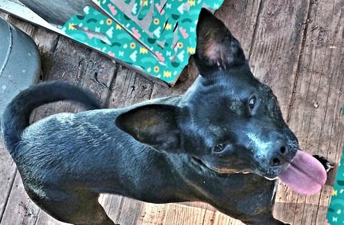 DUMPLIN - Terrier / Feist available for adoption