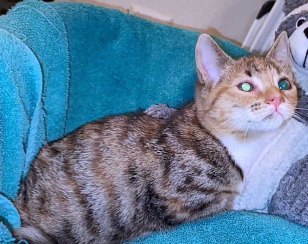 MIMI - Calico available for adoption