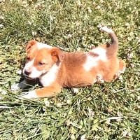 Calypso - Photo 2