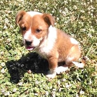 Calypso - Photo 3