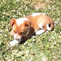 Calypso - Photo 4