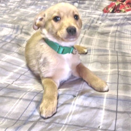 JOVI - Chihuahua / Pekingese available for adoption