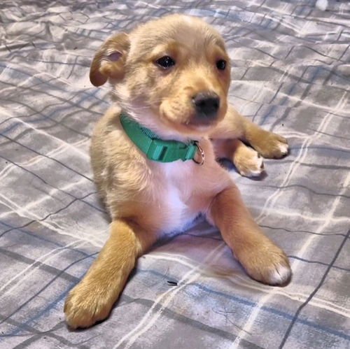 JOVI - Chihuahua / Pekingese available for adoption