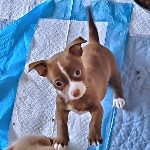 RUMOR - Chihuahua available for adoption