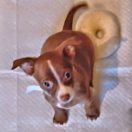 RUMOR - Chihuahua available for adoption