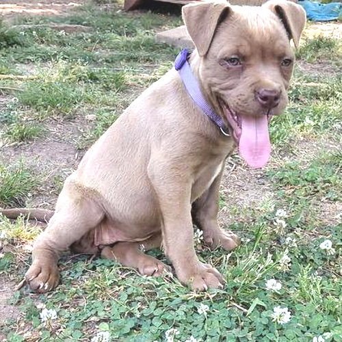 SABLE - Bulldog available for adoption