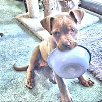 Sable - Photo 3