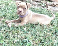 Sable - Photo 4