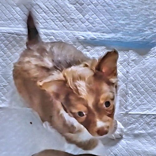 LEGACY - Chihuahua available for adoption