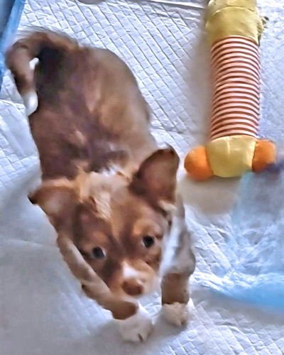 LEGACY - Chihuahua available for adoption