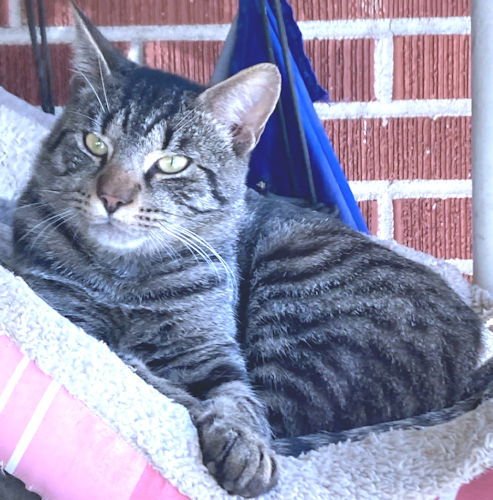 MARVIN - Tabby available for adoption