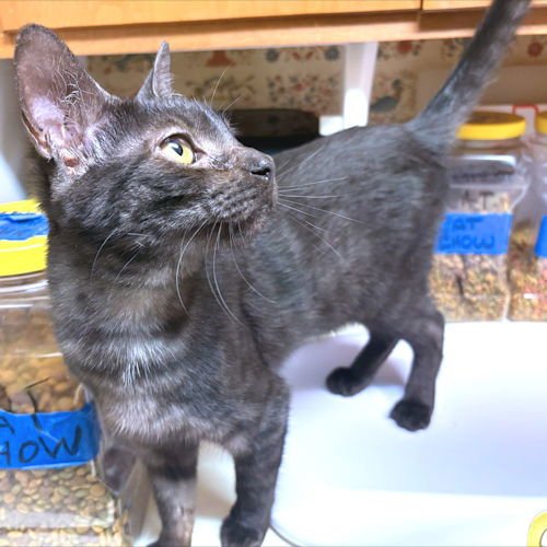 RUBY - Domestic Short Hair available for adoption