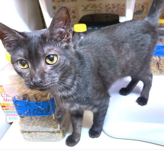 RUBY - Domestic Short Hair available for adoption