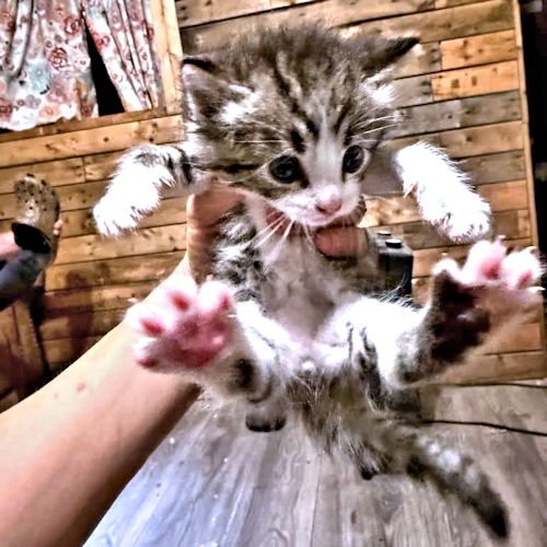 CHET - Tabby available for adoption